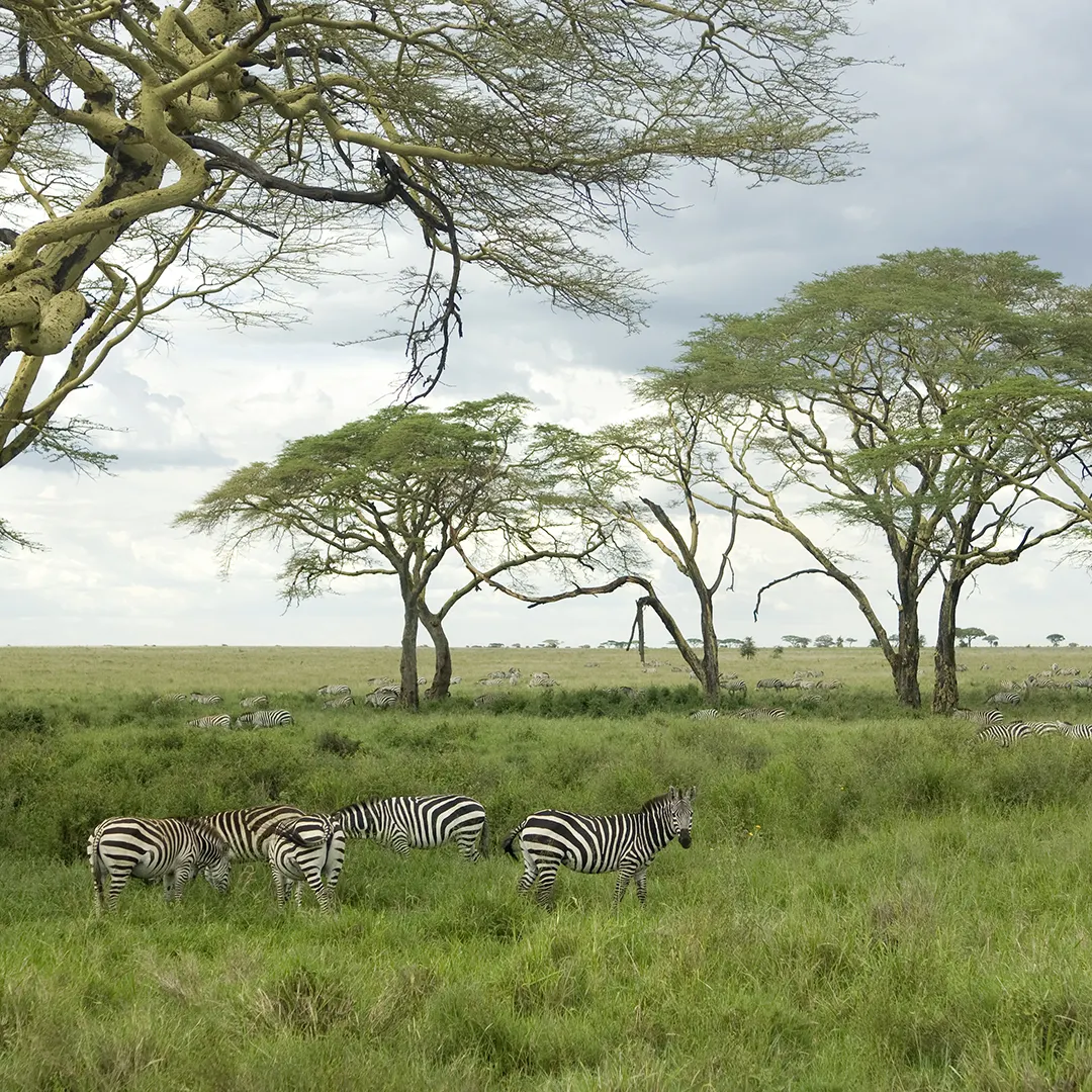 Herd of zebra in the Serengeti